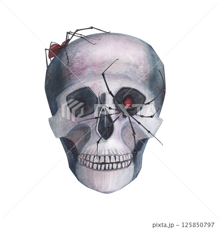 Scull with spider gothic magical texture isolated on white background. Watercolor hand drawn esoterics sketch skull illustration. Art for design mystical halloween witch decoration, scary card Scull with spider gothic magical texture isolated on white background. Watercolor hand drawn esoterics sketch skull illustration. Art for design mystical halloween witch decoration, scary card 125850797
