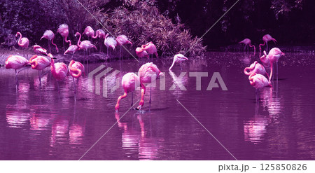 pink flamingos on water on a lake in forest in nature in wildlife pink flamingos on water on a lake in forest in nature in wildlife 125850826