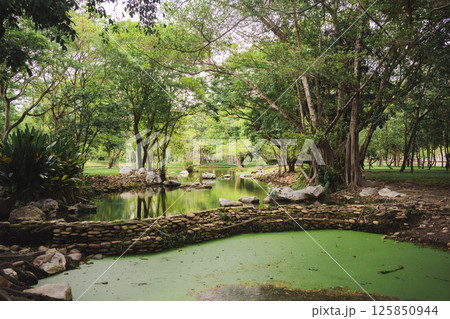 wellness concept with tree in park on summer season 125850944