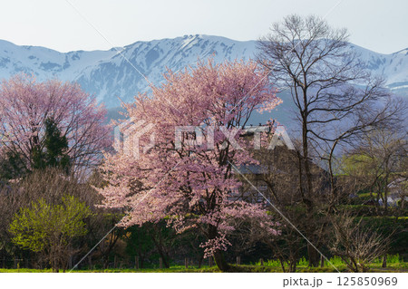 残雪の残る北アルプスと大出公園の桜　長野県白馬村 125850969