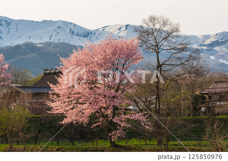 残雪の残る北アルプスと大出公園の桜 長野県白馬村 残雪の残る北アルプスと大出公園の桜 長野県白馬村 125850976