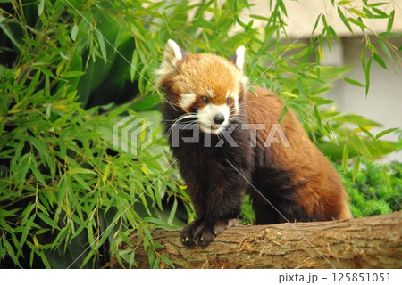 レッサーパンダ 125851051