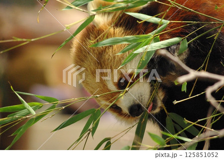 レッサーパンダ 125851052