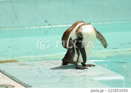 フンボルトペンギン 125851056