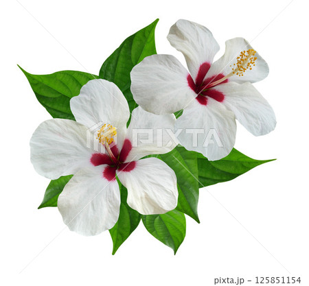 White Hibiscus flowers and leaves in a tropical arrangement 125851154