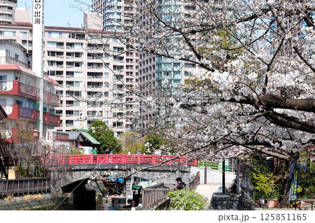 東京都市風景　佃公園の桜 125851165