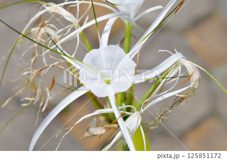 Beach Spider Lily, Giant lily or Hymenocallis littoralis or Hymenocallis littoralis Salisb or Spider lily or amaryllidaceae 125851172