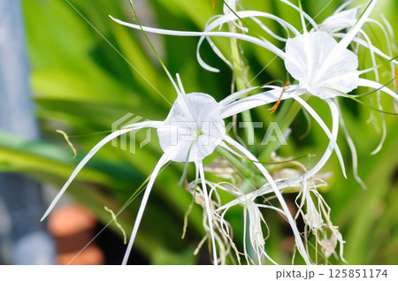 Beach Spider Lily, Giant lily or Hymenocallis littoralis or Hymenocallis littoralis Salisb or Spider lily or amaryllidaceae 125851174