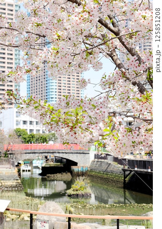 東京都市風景 佃公園の桜 タテ位置 東京都市風景 佃公園の桜 タテ位置 125851208