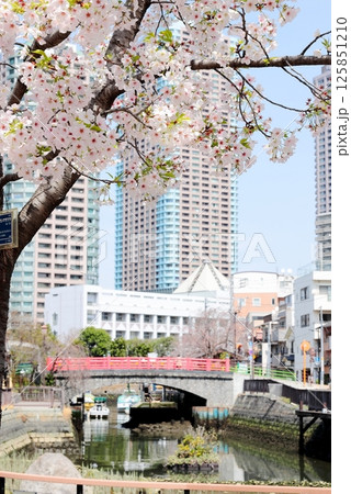 東京都市風景　佃公園の桜　タテ位置 125851210