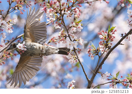 満開の桜の枝にとまるヒヨドリ 125851213