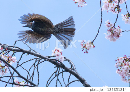 満開の桜を飛ぶヒヨドリ 125851214