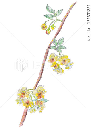 クレヨンで描いたモッコウバラ 125851281