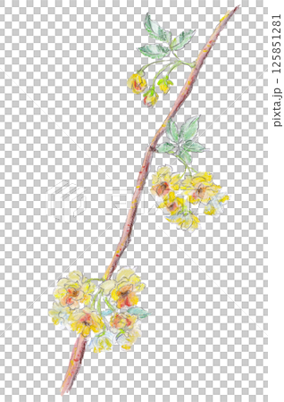 クレヨンで描いたモッコウバラ 125851281