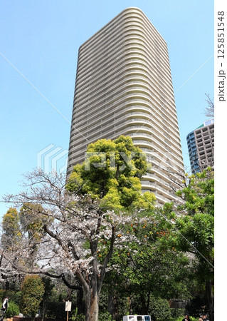 東京都市風景　石川島公園の桜　タテ位置 125851548