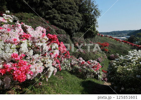 五大尊のつつじ 125851601