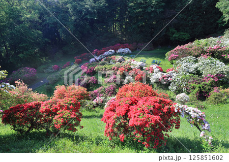 五大尊のつつじ 五大尊のつつじ 125851602