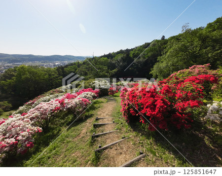 五大尊のつつじ 125851647