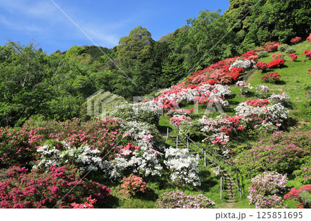 五大尊のつつじ 125851695