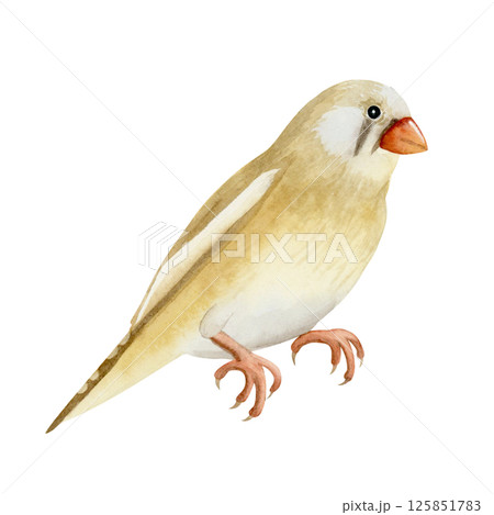 Australian watercolor songbird illustration isolated on white. Realistic zebra finch female bird clip art in beige, brown and red colors for garden designs 125851783