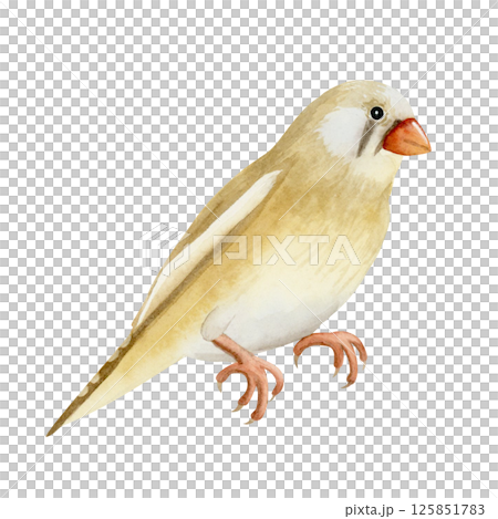 Australian watercolor songbird illustration isolated on white. Realistic zebra finch female bird clip art in beige, brown and red colors for garden designs 125851783