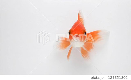 金魚 キンギョ きんぎょ ペット 水 魚 壁紙 背景 フレーム 金魚 キンギョ きんぎょ ペット 水 魚 壁紙 背景 フレーム 125851802