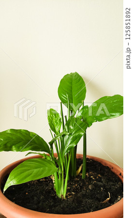 Lush green indoor plant spathiphyllum with broad leaves thriving in terracotta pot against neutral wall background 125851892
