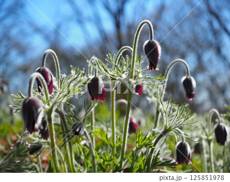 翁草と青空3（20250426085214） 125851978