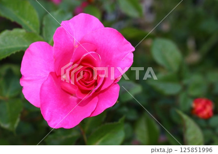 しっとりと赤いバラ　赤い薔薇 125851996