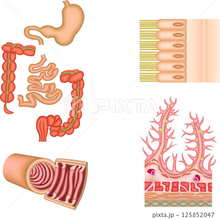 消化器　胃　十二指腸　小腸　大腸　イラスト 125852047