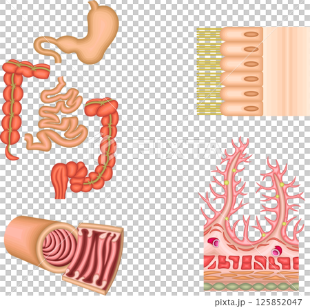 消化器　胃　十二指腸　小腸　大腸　イラスト 125852047