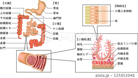 消化器　胃　十二指腸　小腸　大腸　イラスト　日本語 125852048