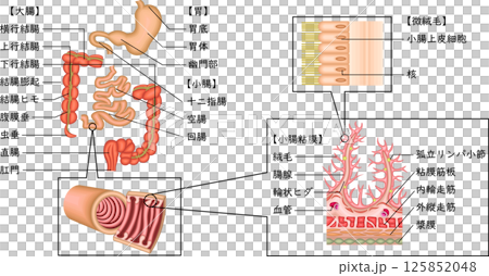 消化器　胃　十二指腸　小腸　大腸　イラスト　日本語 125852048