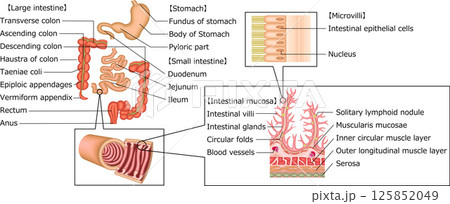 消化器　胃　十二指腸　小腸　大腸　イラスト　英語 125852049