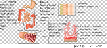 消化器　胃　十二指腸　小腸　大腸　イラスト　英語 125852049