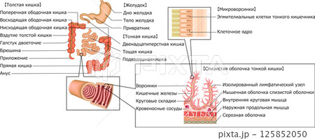 消化器 胃 十二指腸 小腸 大腸 イラスト ロシア語 消化器 胃 十二指腸 小腸 大腸 イラスト ロシア語 125852050