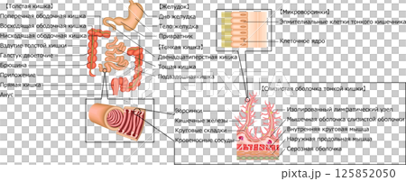 消化器 胃 十二指腸 小腸 大腸 イラスト ロシア語 消化器 胃 十二指腸 小腸 大腸 イラスト ロシア語 125852050