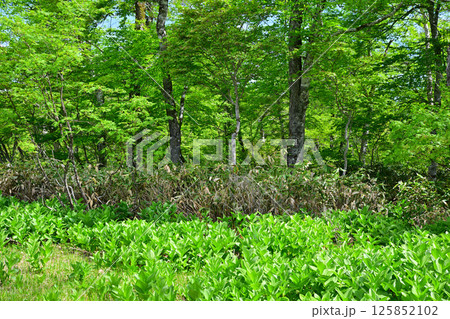 田代湿原　ブナ林と林床のコバイケイソウの群生　初夏の景色　群馬県　　　 125852102