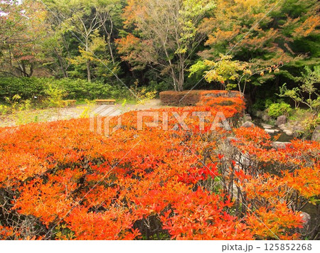 秋の公園の紅葉のドウダンツツジと黄葉の森風景 (21世紀の森と広場) 秋の公園の紅葉のドウダンツツジと黄葉の森風景 (21世紀の森と広場) 125852268