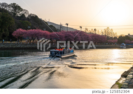 【春】徳島中央公園の蜂須賀桜と遊覧船【夕景】 【春】徳島中央公園の蜂須賀桜と遊覧船【夕景】 125852304