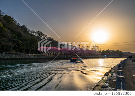 【春】徳島中央公園の蜂須賀桜と遊覧船【夕景】 【春】徳島中央公園の蜂須賀桜と遊覧船【夕景】 125852306
