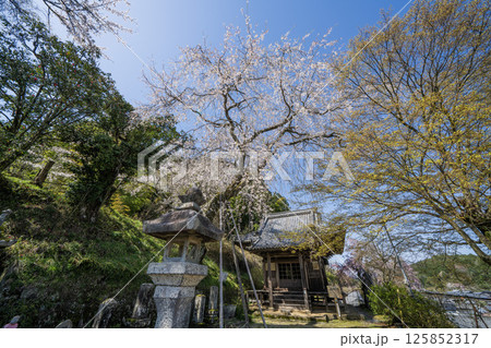 春の中山道大湫宿の景色 125852317