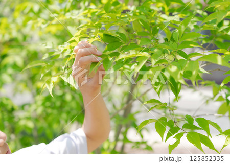 葉っぱを摘む子供 125852335