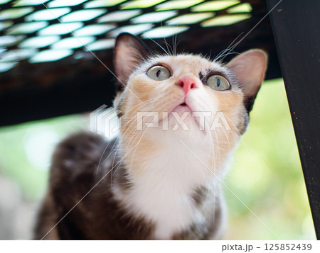Close-up portrait of a calico cat with green eyes. 125852439