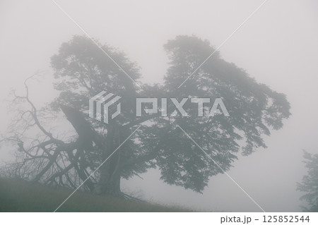 霧の中の風景　枝の折れた大木 125852544