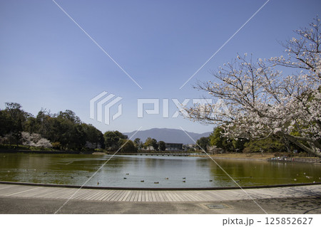 橿原神宮 深田池 桜 125852627