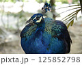 立派な羽の孔雀 125852798