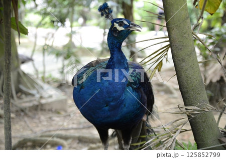 青色が美しいインドクジャク 125852799