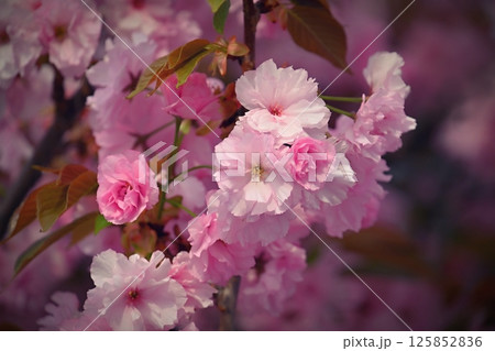 Beautiful blooming pink spring tree. Concept for spring time and nature. Blooming background in the park. Beautiful blooming pink spring tree. Concept for spring time and nature. Blooming background in the park. 125852836