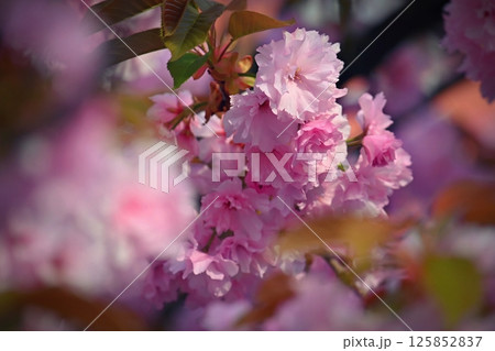 Beautiful blooming pink spring tree. Concept for spring time and nature. Blooming background in the park. 125852837